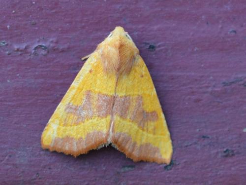 Réf. 309 191 : Atethmia centrago